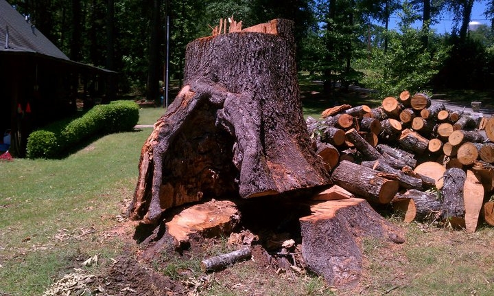 Chipco Big Tree Jobs Tree Trimming & Tree Removal Rosenberg Richmond Houston Sugar Land